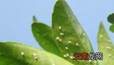 柑桔粉虱发生规律特点 柑桔粉虱防治用什么农药
