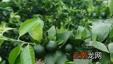 柑桔粉虱发生规律特点 柑桔粉虱防治用什么农药