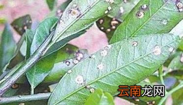 柑桔粉虱发生规律特点 柑桔粉虱防治用什么农药