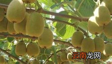 早金猕猴桃品种介绍 早金猕猴桃栽培技术要点