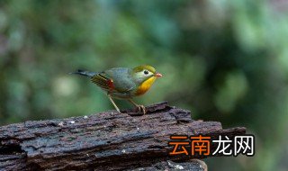 鸟儿进家门预示着什么 鸟儿进家里预示什么