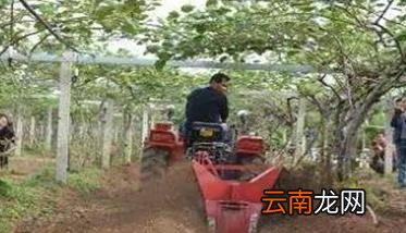 猕猴桃的需肥特点 猕猴桃施肥标准配方建议