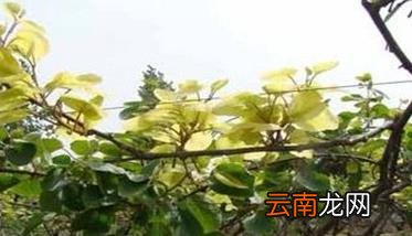 猕猴桃的需肥特点 猕猴桃施肥标准配方建议