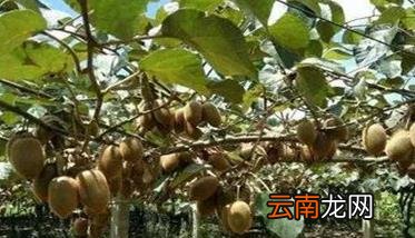 猕猴桃的需肥特点 猕猴桃施肥标准配方建议