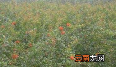 石榴栽培技术要点与管理方法，石榴树的栽培技术及其管理