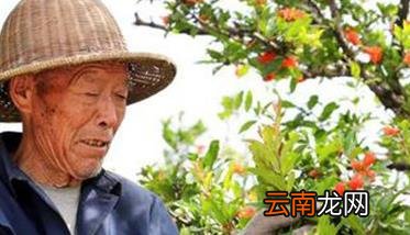 石榴栽培技术要点与管理方法，石榴树的栽培技术及其管理