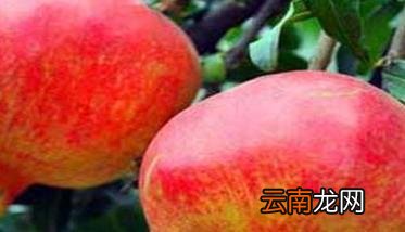 石榴栽培技术要点与管理方法，石榴树的栽培技术及其管理
