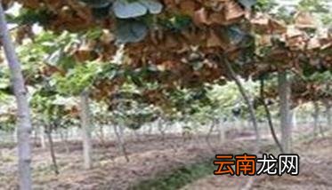 猕猴桃树的种植方法与步骤，猕猴桃树苗的种植方法