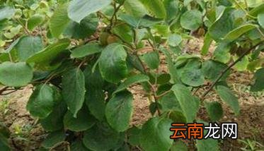 猕猴桃树的种植方法与步骤，猕猴桃树苗的种植方法