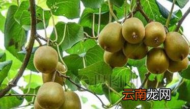 猕猴桃树的种植方法与步骤，猕猴桃树苗的种植方法