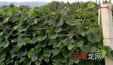 适合北方栽培的鲜食葡萄品种主要有哪些
