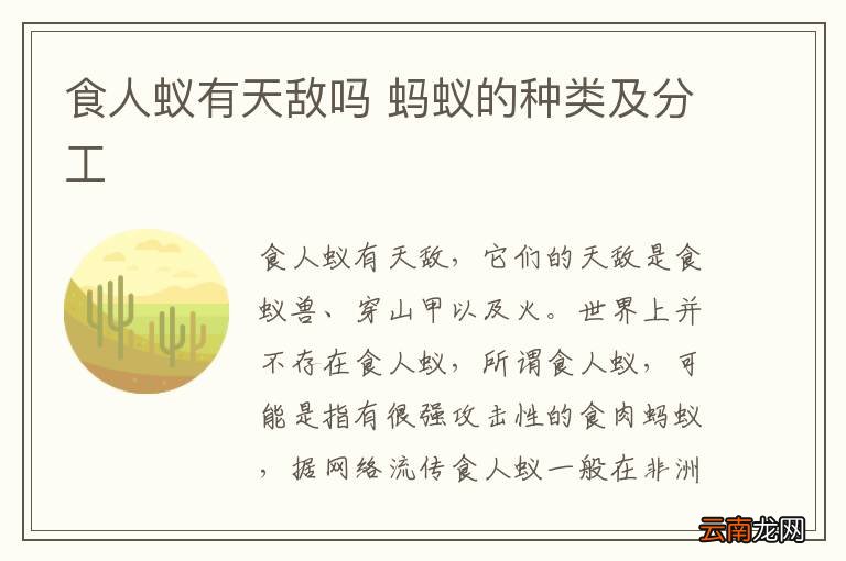 食人蚁有天敌吗 蚂蚁的种类及分工