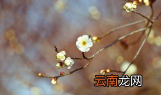 立春到的心情说说 关于立春到的说说