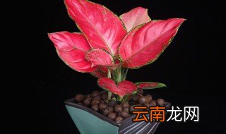 吉利红的养殖方法和注意事项 吉利红正确养殖方法和禁忌介绍