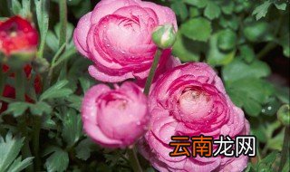 花毛莨的养殖方法 养殖花毛莨的方法