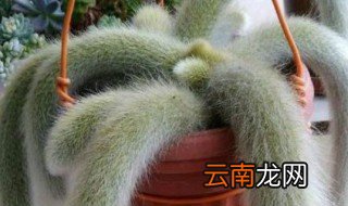 猴尾柱的养殖方法 如何养猴尾柱