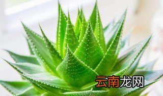 芦荟花的养殖方法 养好芦荟的教程
