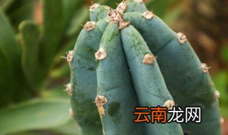 量天尺的养殖方法和注意事项 如何养殖量天尺
