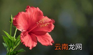 扶桑花的养殖方法扦插 扶桑花杆插教程和养护步骤