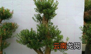 小叶赤楠的养殖方法和注意事项 小叶赤楠怎么养护呢以及禁忌