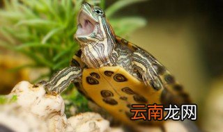 巴西龟的养殖方法和注意事项 巴西龟怎么养