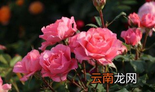 月季花的养殖方法扦插 月季花怎么扦插