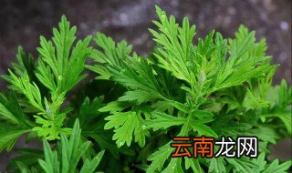 驱蚊草的养殖方法与注意事项 驱蚊草怎么养