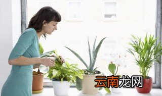 黄金虎皮兰养殖方法 黄金虎皮兰怎么养