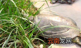 室内养甲鱼的养殖方法 室内养甲鱼的方法是什么