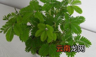 含羞草的养殖方法和注意事项 含羞草养殖方法及注意事项简介