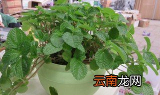 吸毒草的养殖方法和注意事项 吸毒草的养殖方法和注意事项有哪些