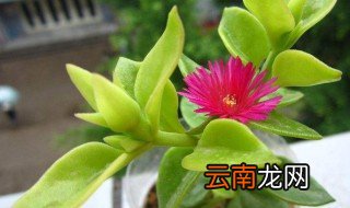 吊兰牡丹花养殖方法 牡丹吊兰怎么养