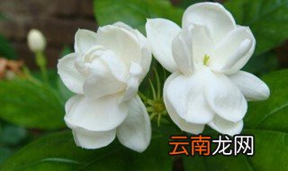 茉莉秋季养殖方法 秋天养殖茉莉的窍门