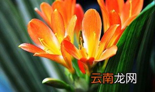 君子兰夏天的养殖方法 夏天的时候君子兰怎么养护