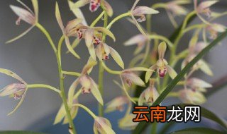 箭兰花养殖方法 箭兰花养护的流程