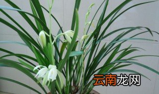 兰花冬季施肥和浇水方法有哪些 兰花冬季施肥和浇水方法