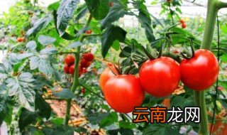 番茄怎么养容易结果 番茄容易结果的养殖方法介绍