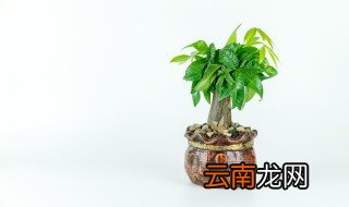 办公室放招财树还是发财树 招财树摆放办公室哪里好