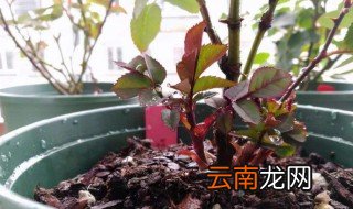 月季牙签苗冬季施肥方法 月季牙签苗冬季施肥方法图