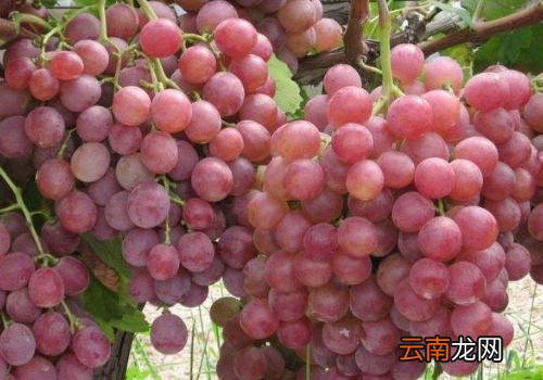 葡萄是酸性还是碱性? 葡萄可以和石榴一起吃吗