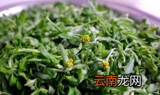 鼠曲草可以炒着吃吗 鼠曲草是否可以炒着吃
