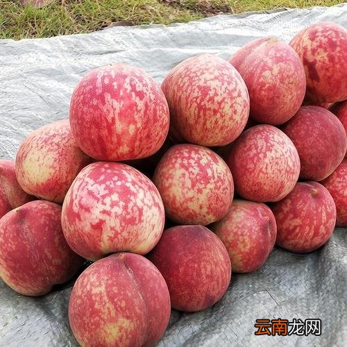 荔枝能和海鲜能一起吃吗 荔枝和桃子能不能一起吃
