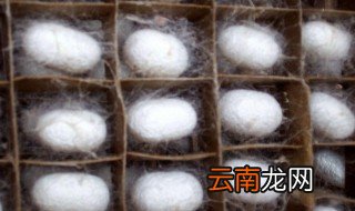 蚕蜕皮时把丝弄断了会死吗 蚕蜕皮时把丝弄断了会不会死