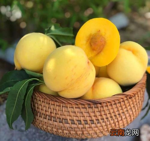 黄桃哪里产的好吃