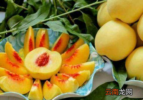 黄桃哪里产的好吃