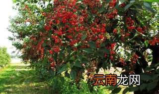 樱桃夏季怎么修剪 樱桃夏季修剪方法介绍