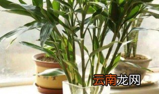 富贵竹怎么水养不死 水培富贵竹怎么养