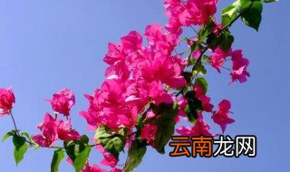 开花王的养殖方法和注意事项图片 开花王的养殖方法和注意事项