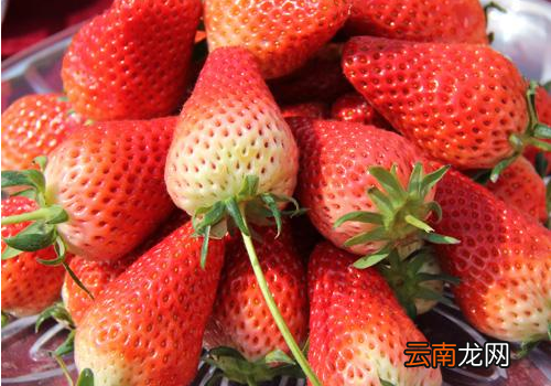 章姬草莓好吃吗? 章姬草莓和红颜草莓的区别