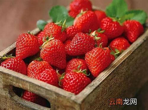 章姬草莓好吃吗? 章姬草莓和红颜草莓的区别